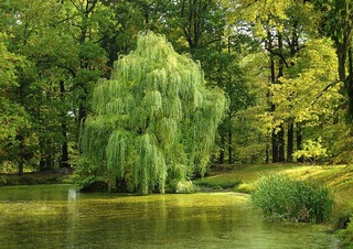 tree-984846_960_720.jpg